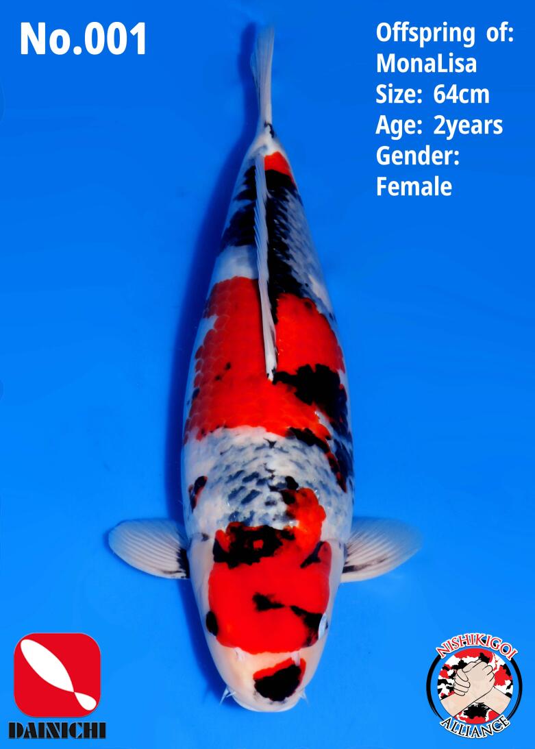 1st BIG5 GROW-OUT NISAI AUCTION 2026