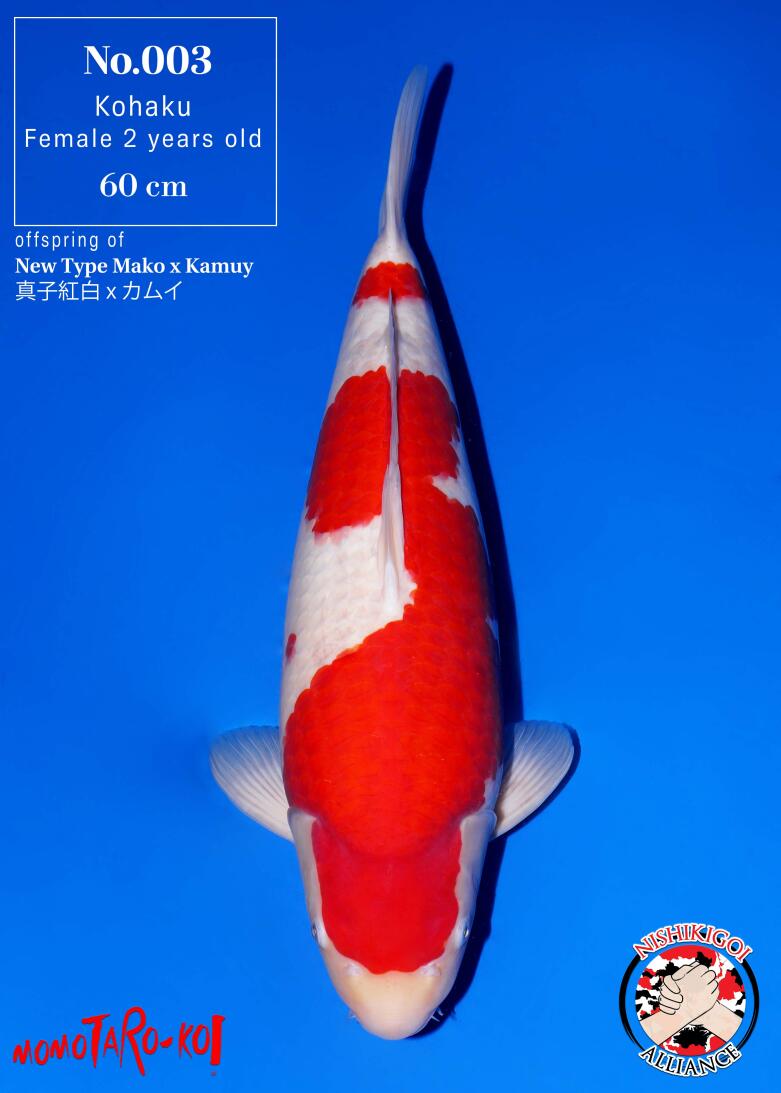 1st BIG5 GROW-OUT NISAI AUCTION 2026