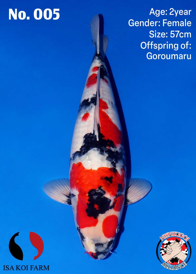 1st BIG5 GROW-OUT NISAI AUCTION 2026