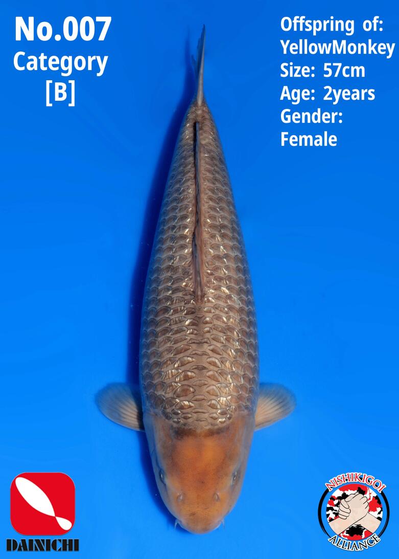 1st BIG5 GROW-OUT NISAI AUCTION 2026