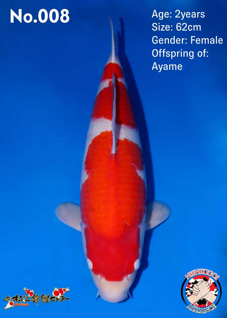 1st BIG5 GROW-OUT NISAI AUCTION 2026