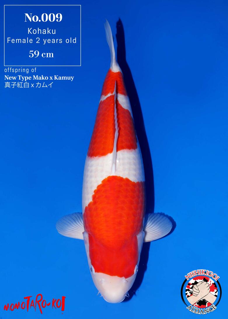 1st BIG5 GROW-OUT NISAI AUCTION 2026