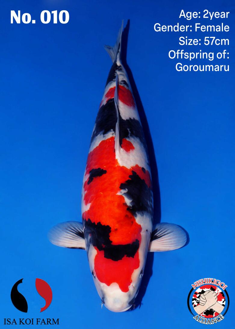 1st BIG5 GROW-OUT NISAI AUCTION 2026