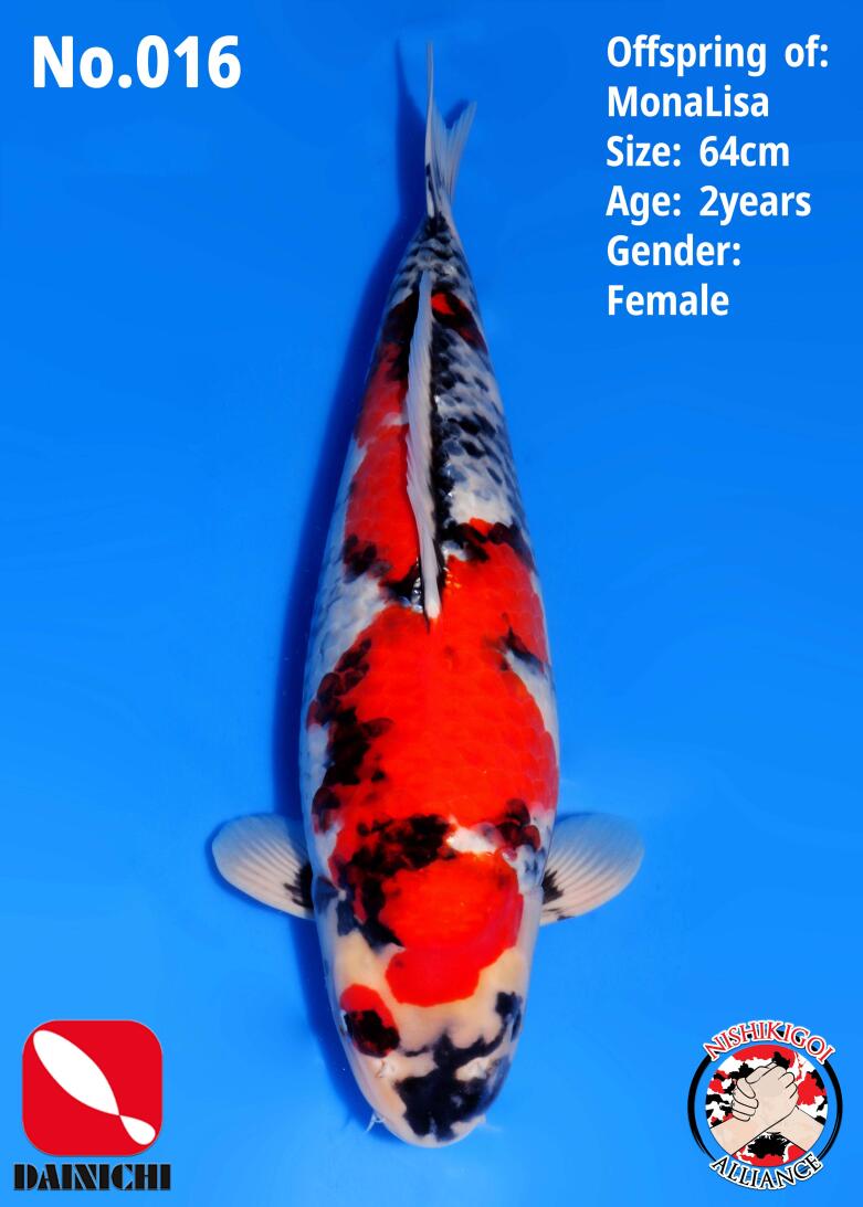 1st BIG5 GROW-OUT NISAI AUCTION 2026