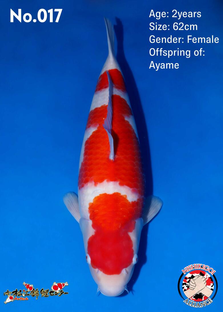 1st BIG5 GROW-OUT NISAI AUCTION 2026