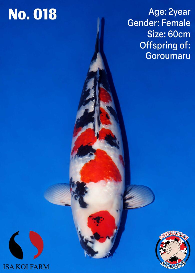 1st BIG5 GROW-OUT NISAI AUCTION 2026