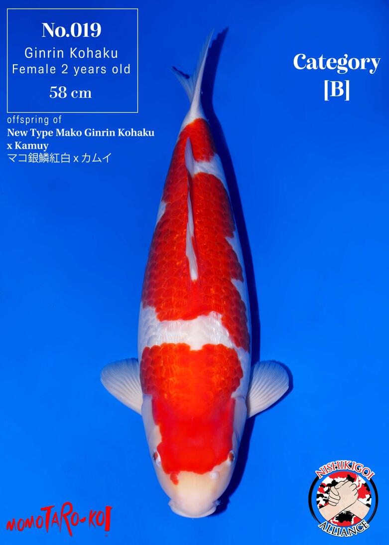 1st BIG5 GROW-OUT NISAI AUCTION 2026