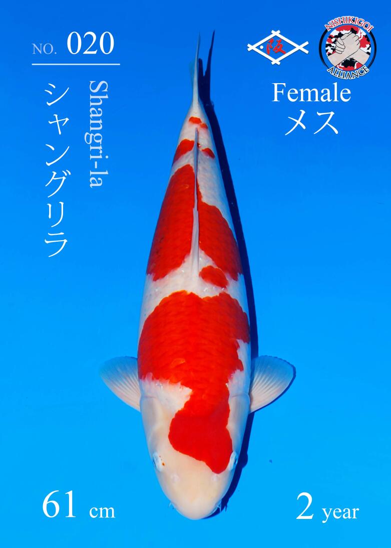 1st BIG5 GROW-OUT NISAI AUCTION 2026