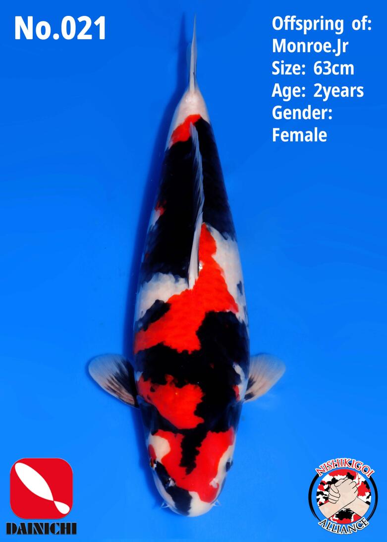 1st BIG5 GROW-OUT NISAI AUCTION 2026