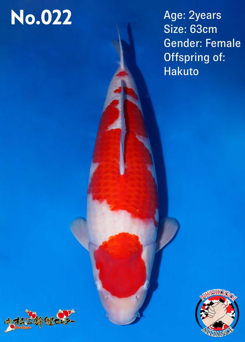 1st BIG5 GROW-OUT NISAI AUCTION 2026