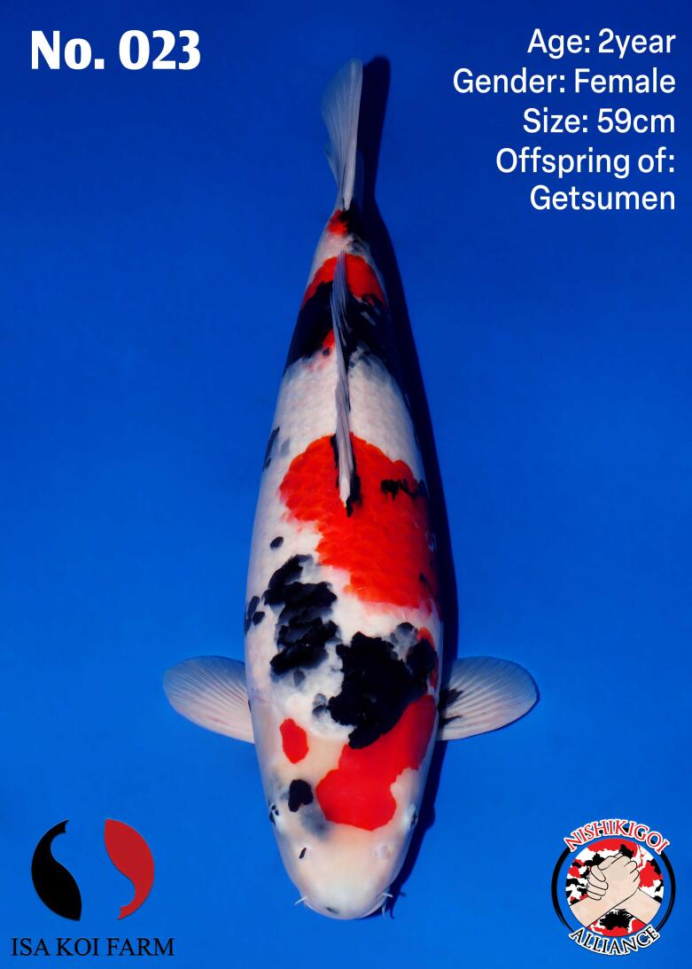 1st BIG5 GROW-OUT NISAI AUCTION 2026