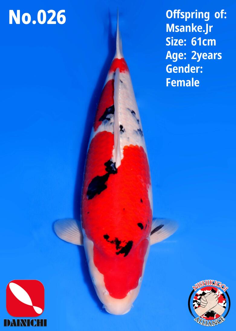 1st BIG5 GROW-OUT NISAI AUCTION 2026