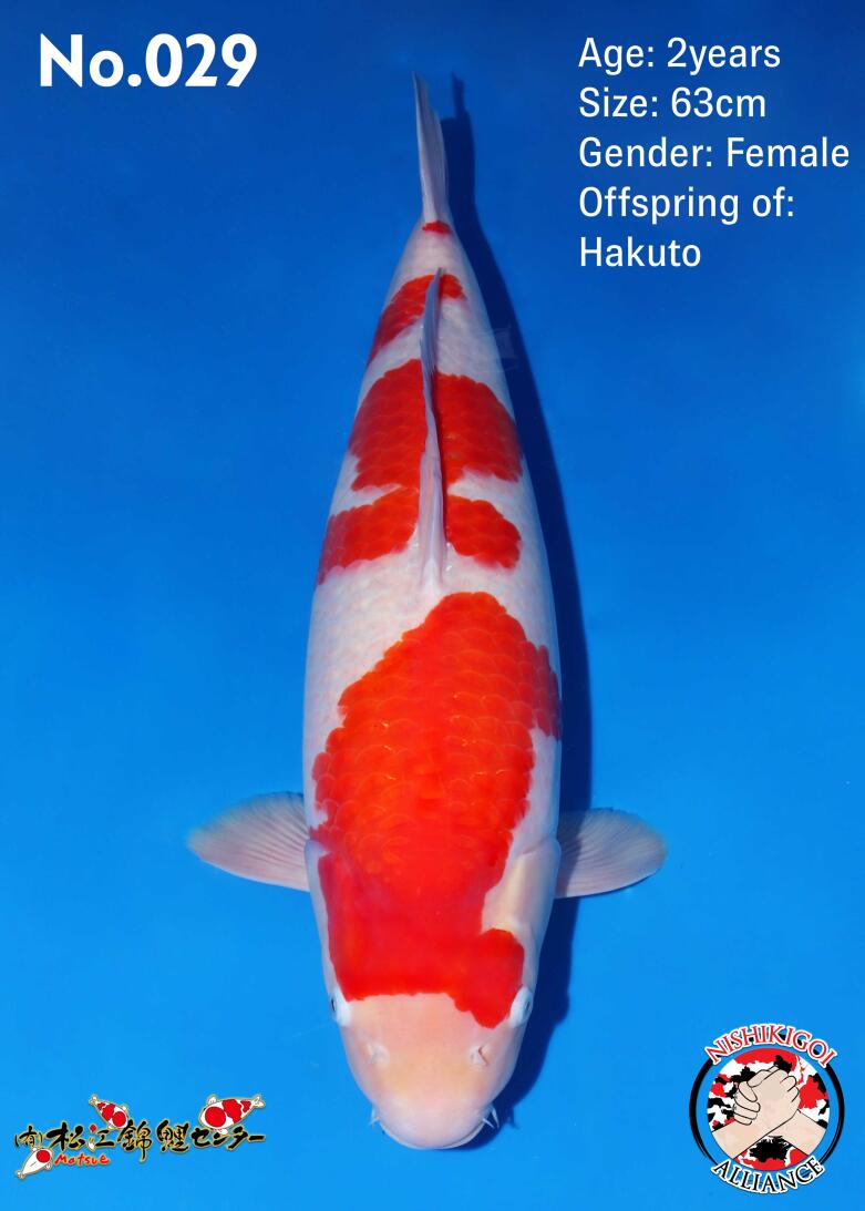 1st BIG5 GROW-OUT NISAI AUCTION 2026