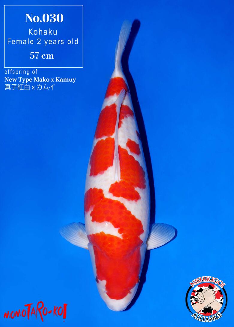 1st BIG5 GROW-OUT NISAI AUCTION 2026