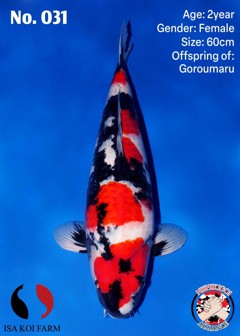 1st BIG5 GROW-OUT NISAI AUCTION 2026