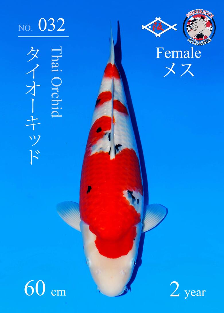 1st BIG5 GROW-OUT NISAI AUCTION 2026