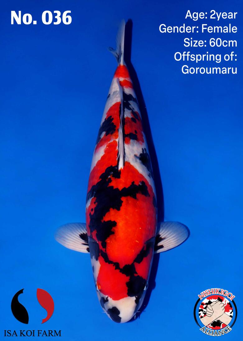 1st BIG5 GROW-OUT NISAI AUCTION 2026