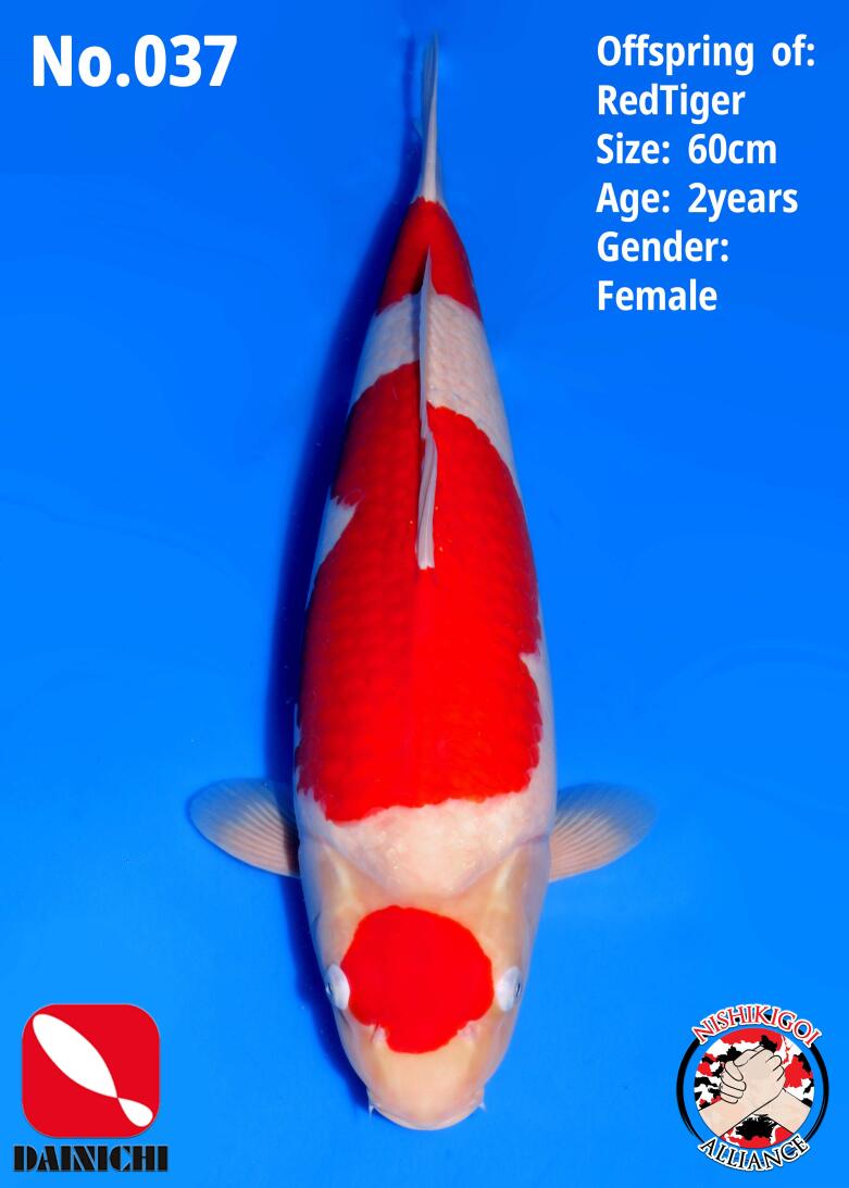 1st BIG5 GROW-OUT NISAI AUCTION 2026