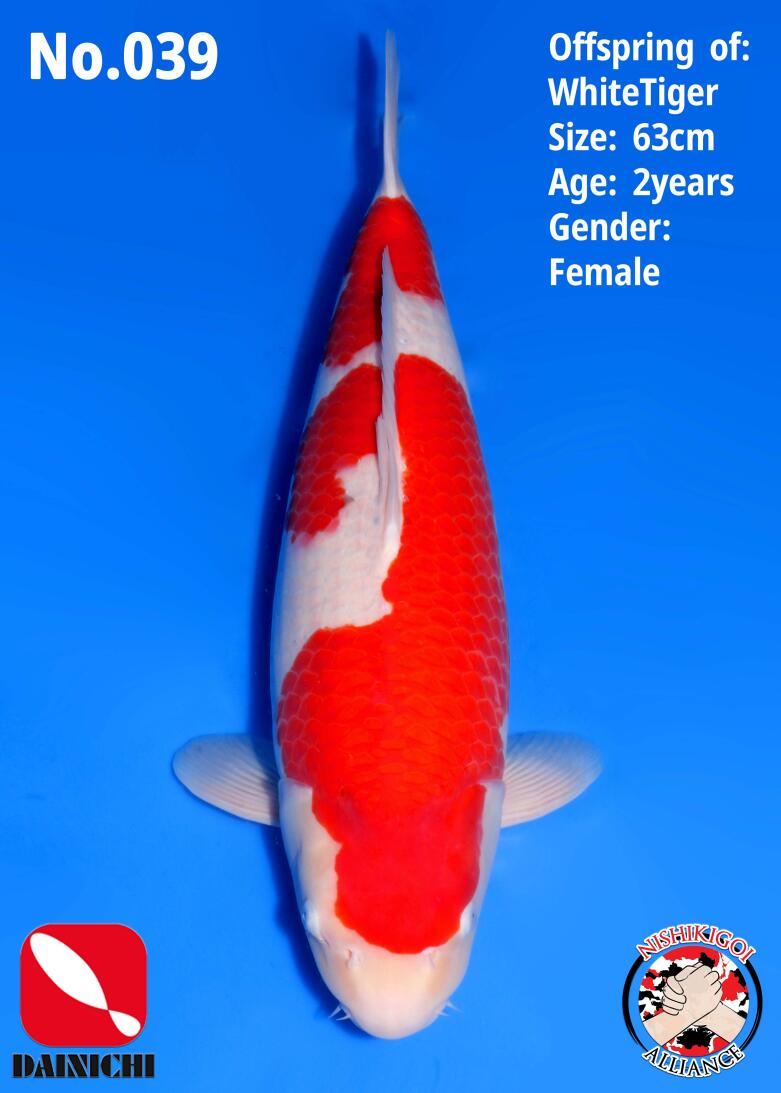 1st BIG5 GROW-OUT NISAI AUCTION 2026