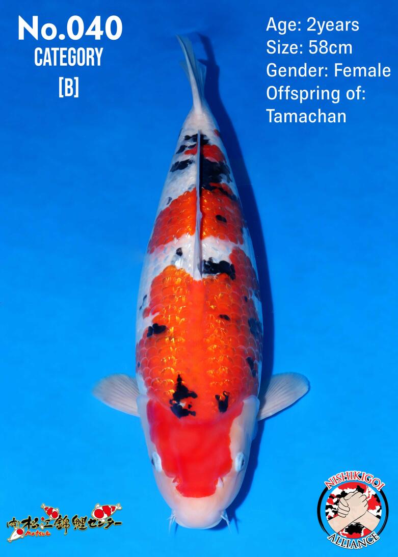 1st BIG5 GROW-OUT NISAI AUCTION 2026