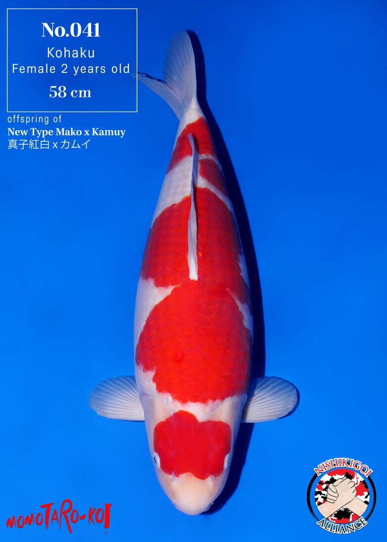 1st BIG5 GROW-OUT NISAI AUCTION 2026