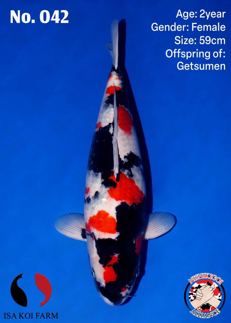 1st BIG5 GROW-OUT NISAI AUCTION 2026