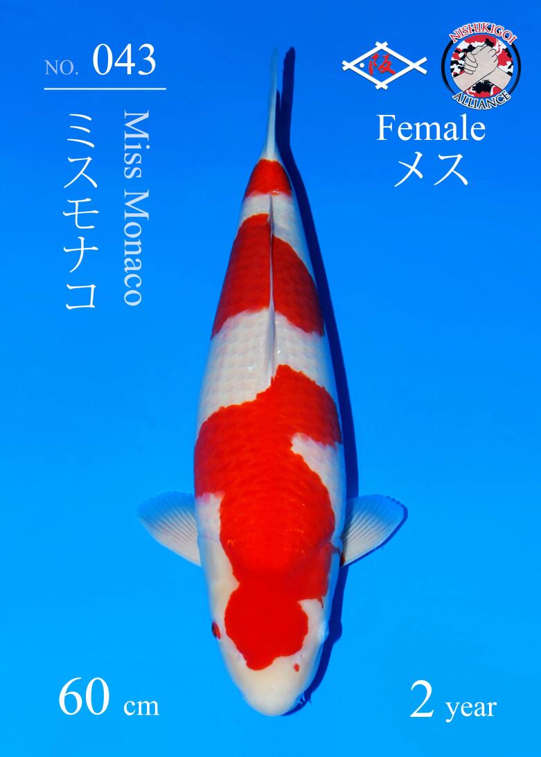 1st BIG5 GROW-OUT NISAI AUCTION 2026