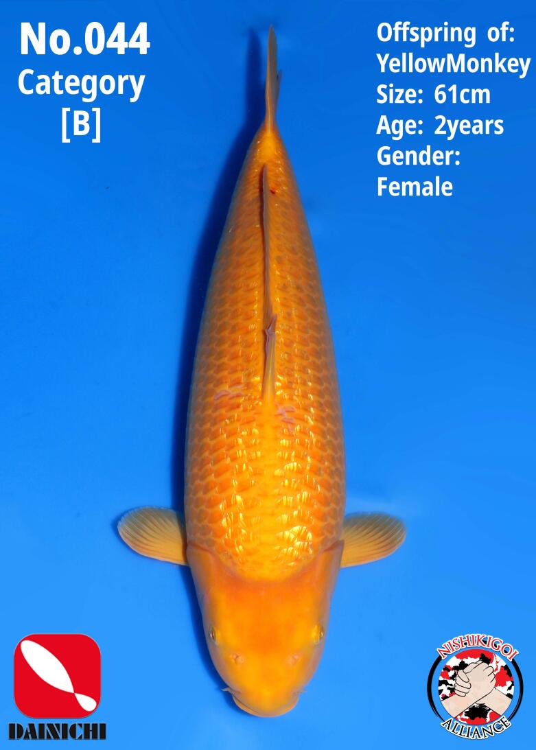 1st BIG5 GROW-OUT NISAI AUCTION 2026