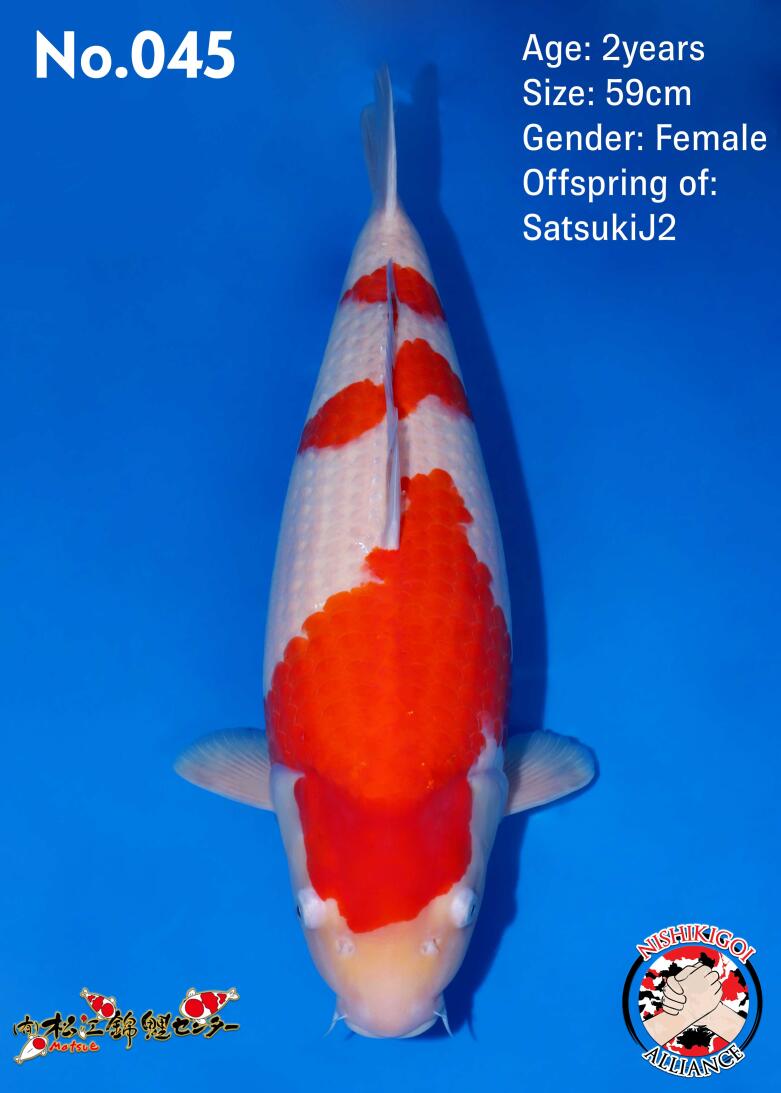 1st BIG5 GROW-OUT NISAI AUCTION 2026