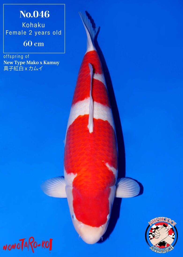 1st BIG5 GROW-OUT NISAI AUCTION 2026