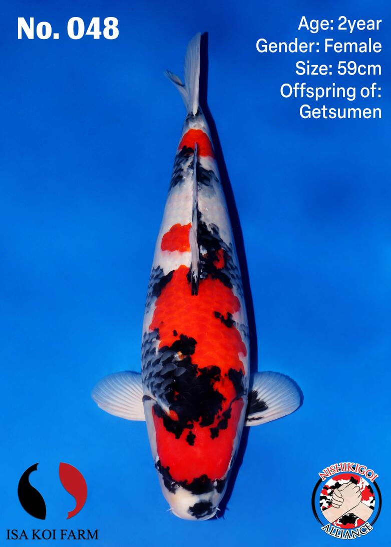 1st BIG5 GROW-OUT NISAI AUCTION 2026