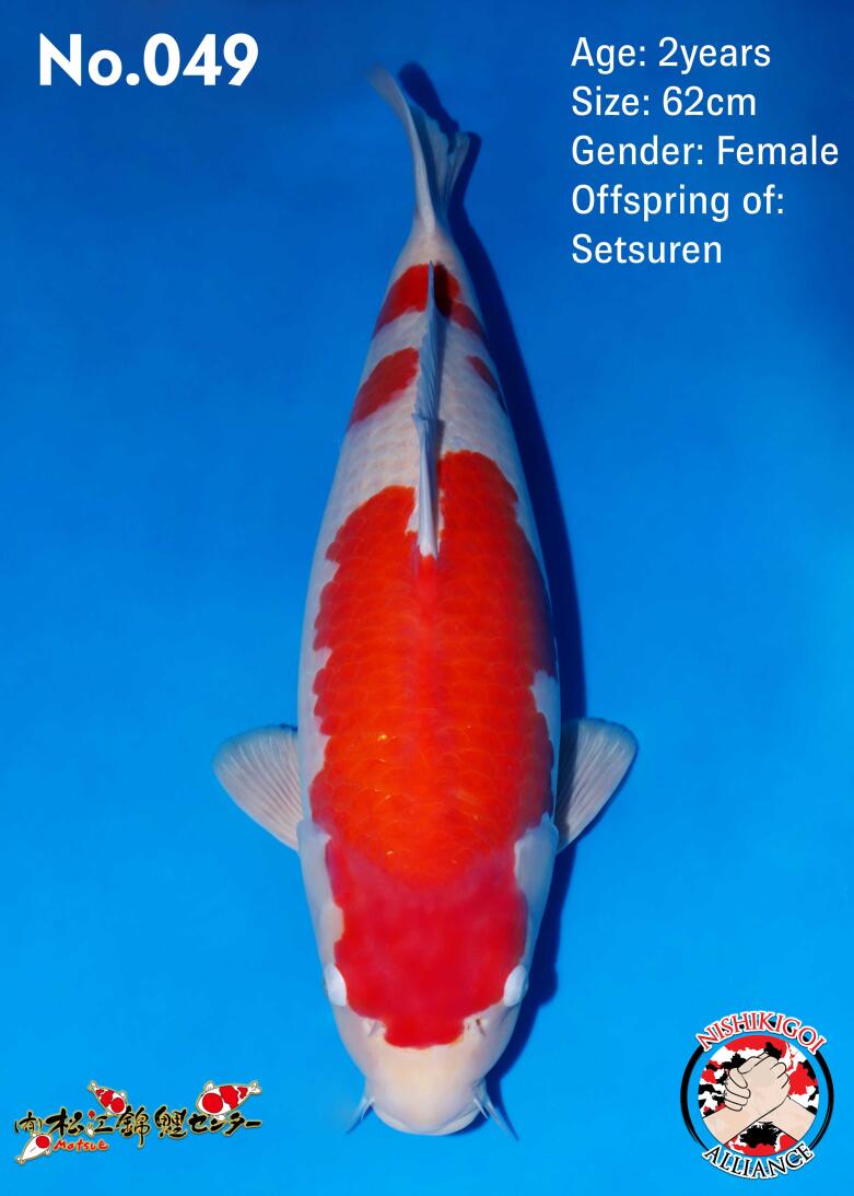 1st BIG5 GROW-OUT NISAI AUCTION 2026