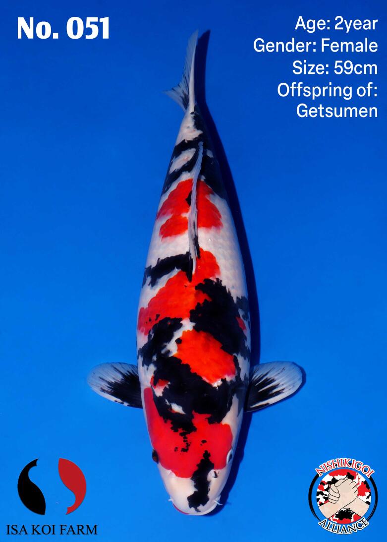 1st BIG5 GROW-OUT NISAI AUCTION 2026