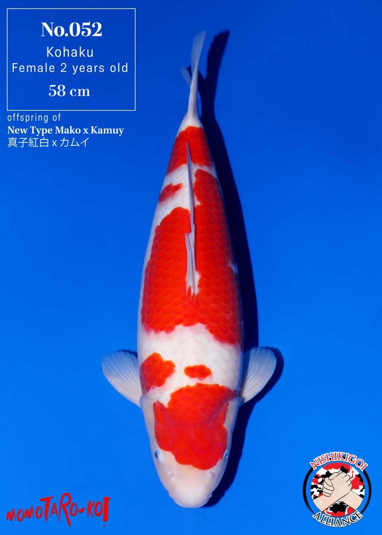 1st BIG5 GROW-OUT NISAI AUCTION 2026