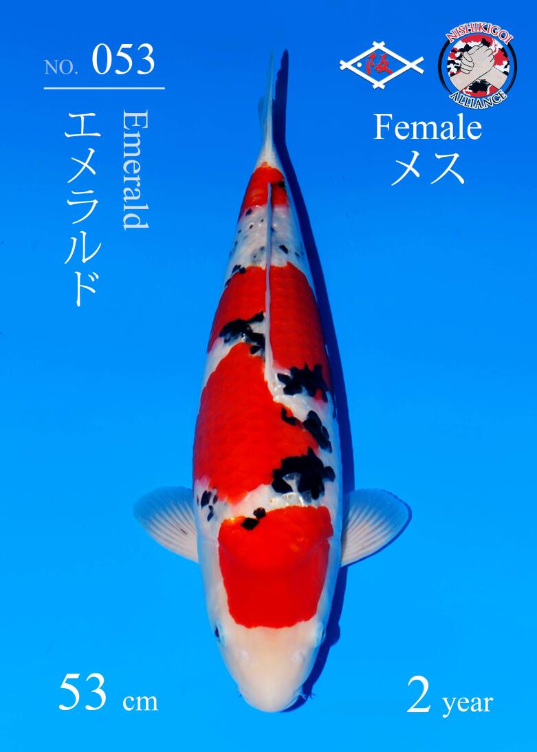 1st BIG5 GROW-OUT NISAI AUCTION 2026