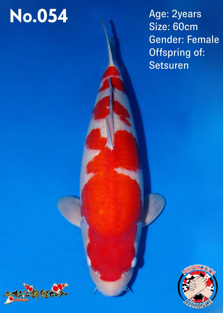 1st BIG5 GROW-OUT NISAI AUCTION 2026