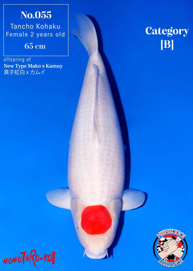 1st BIG5 GROW-OUT NISAI AUCTION 2026