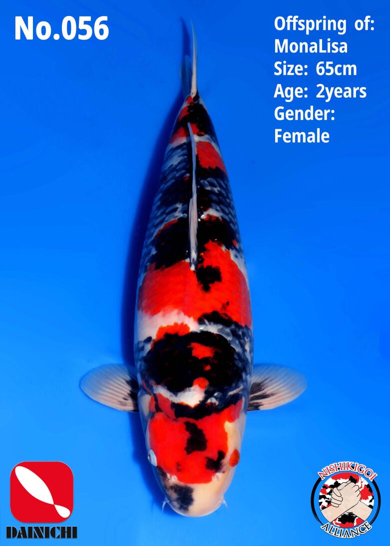 1st BIG5 GROW-OUT NISAI AUCTION 2026