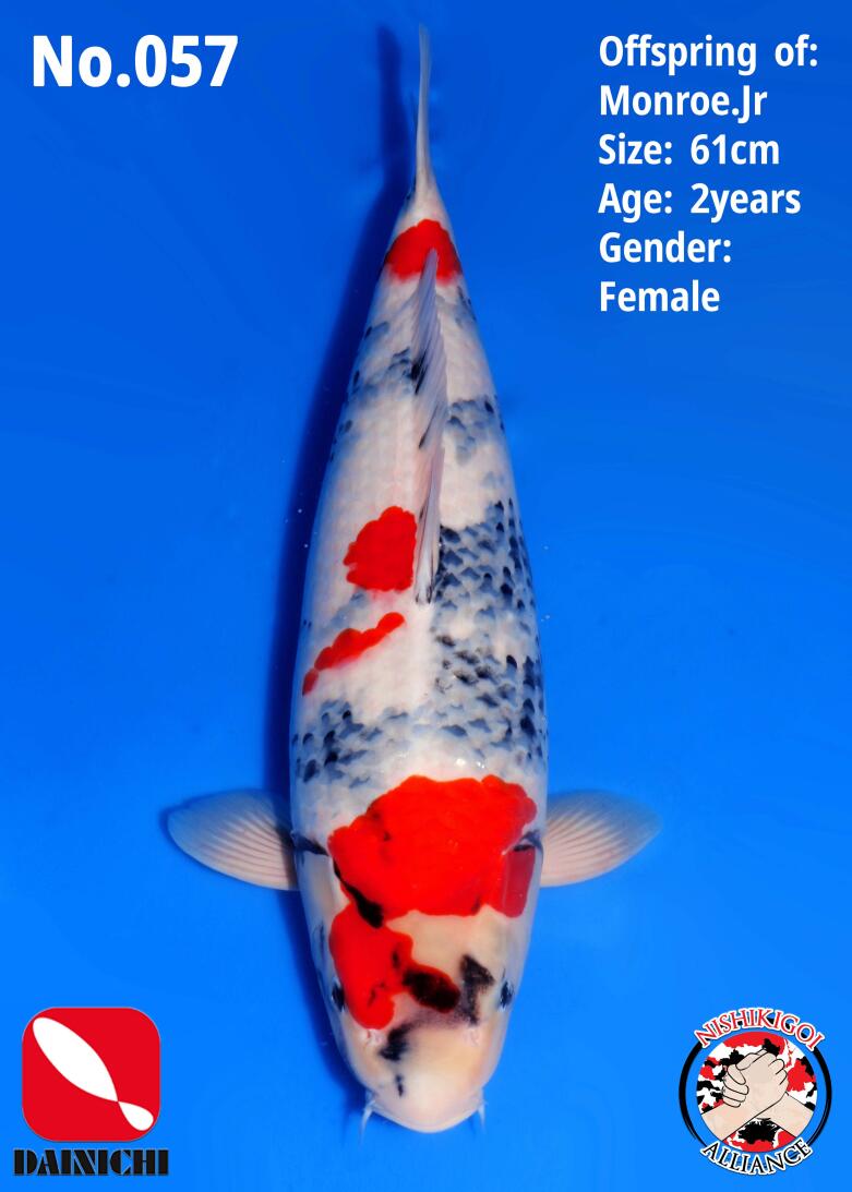 1st BIG5 GROW-OUT NISAI AUCTION 2026