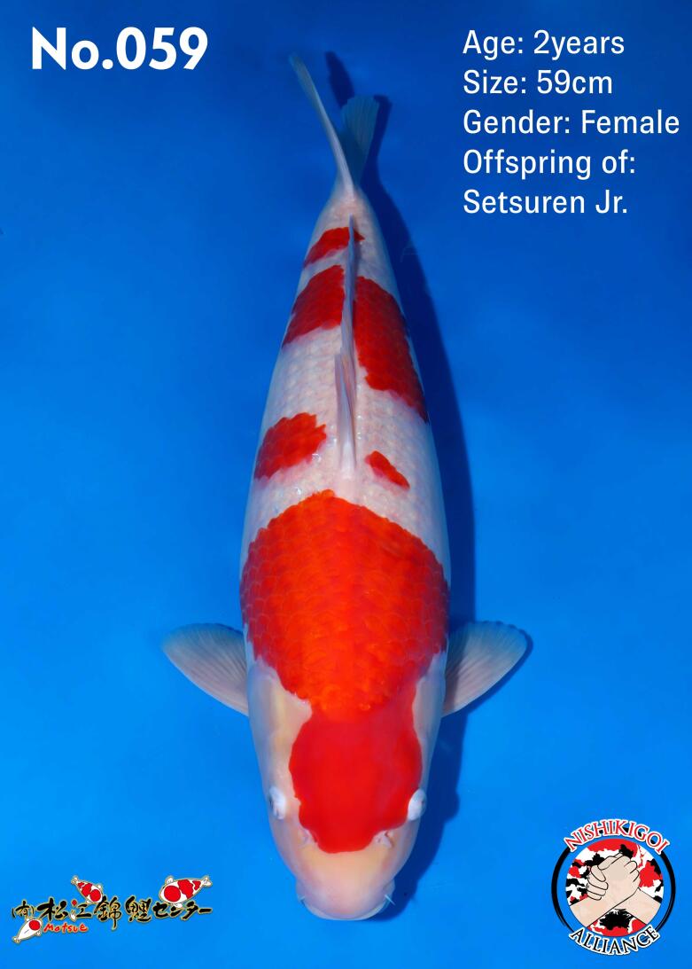 1st BIG5 GROW-OUT NISAI AUCTION 2026