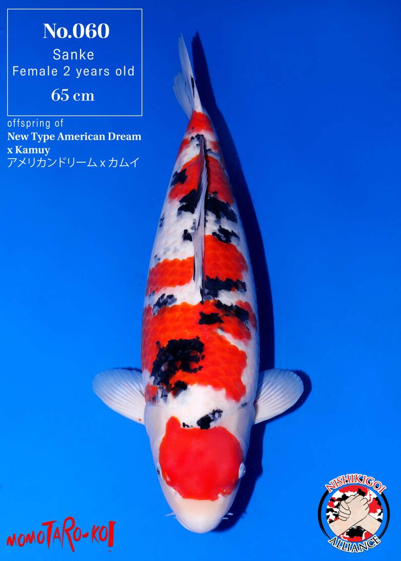 1st BIG5 GROW-OUT NISAI AUCTION 2026