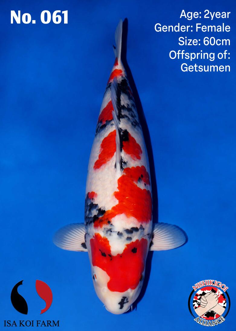 1st BIG5 GROW-OUT NISAI AUCTION 2026