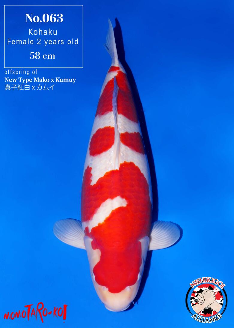 1st BIG5 GROW-OUT NISAI AUCTION 2026