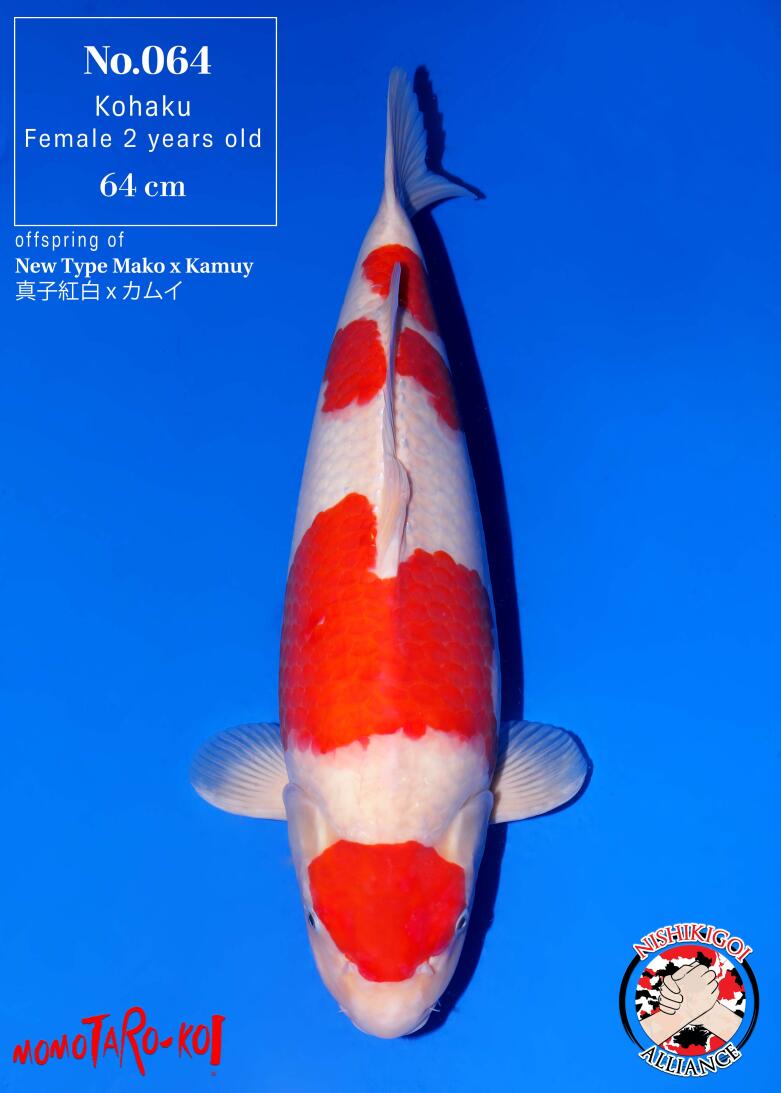 1st BIG5 GROW-OUT NISAI AUCTION 2026