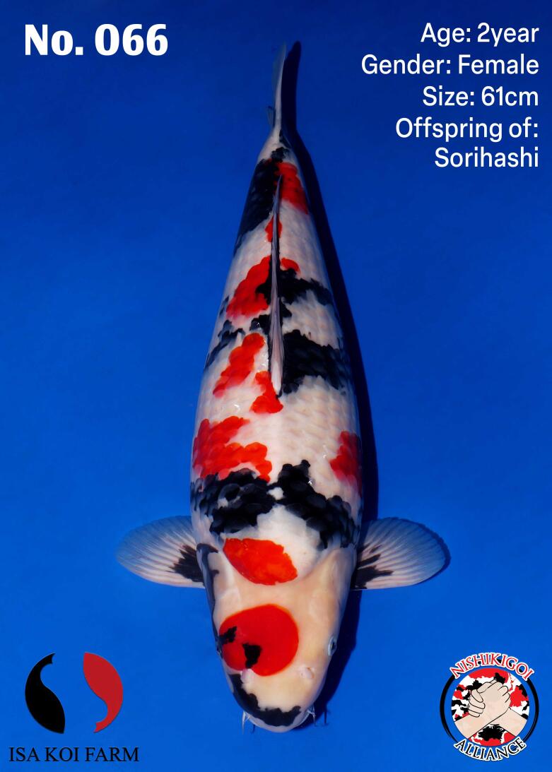 1st BIG5 GROW-OUT NISAI AUCTION 2026