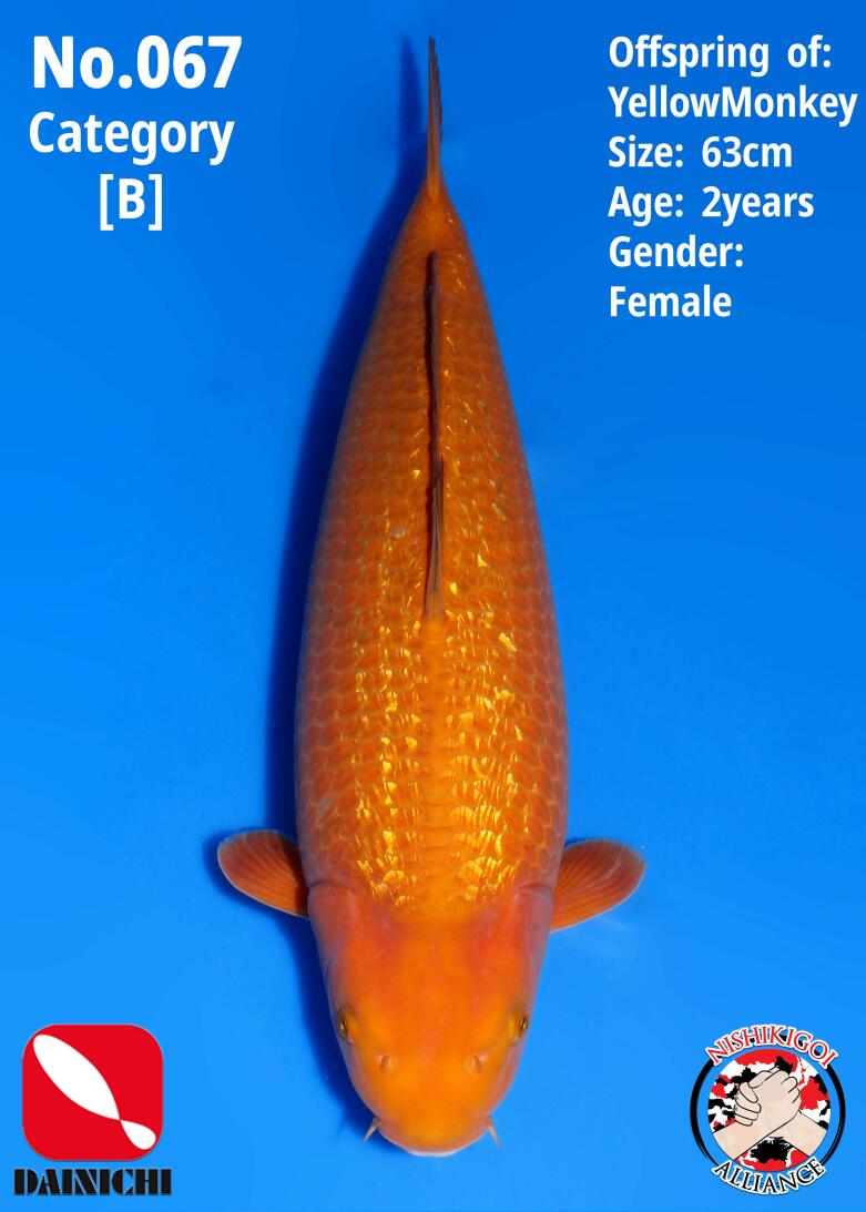 1st BIG5 GROW-OUT NISAI AUCTION 2026