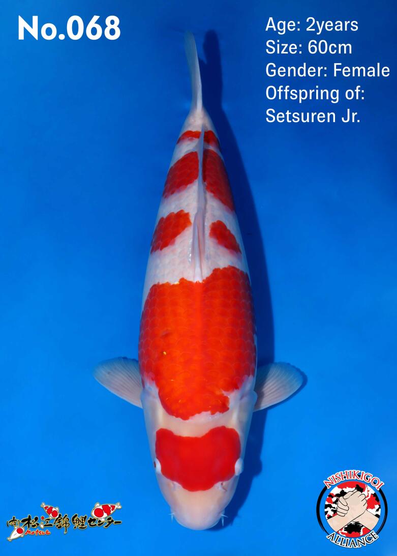 1st BIG5 GROW-OUT NISAI AUCTION 2026