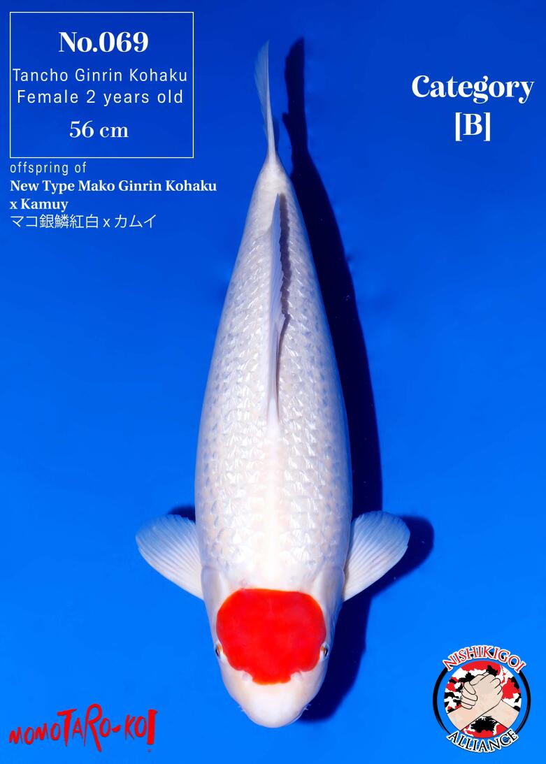 1st BIG5 GROW-OUT NISAI AUCTION 2026