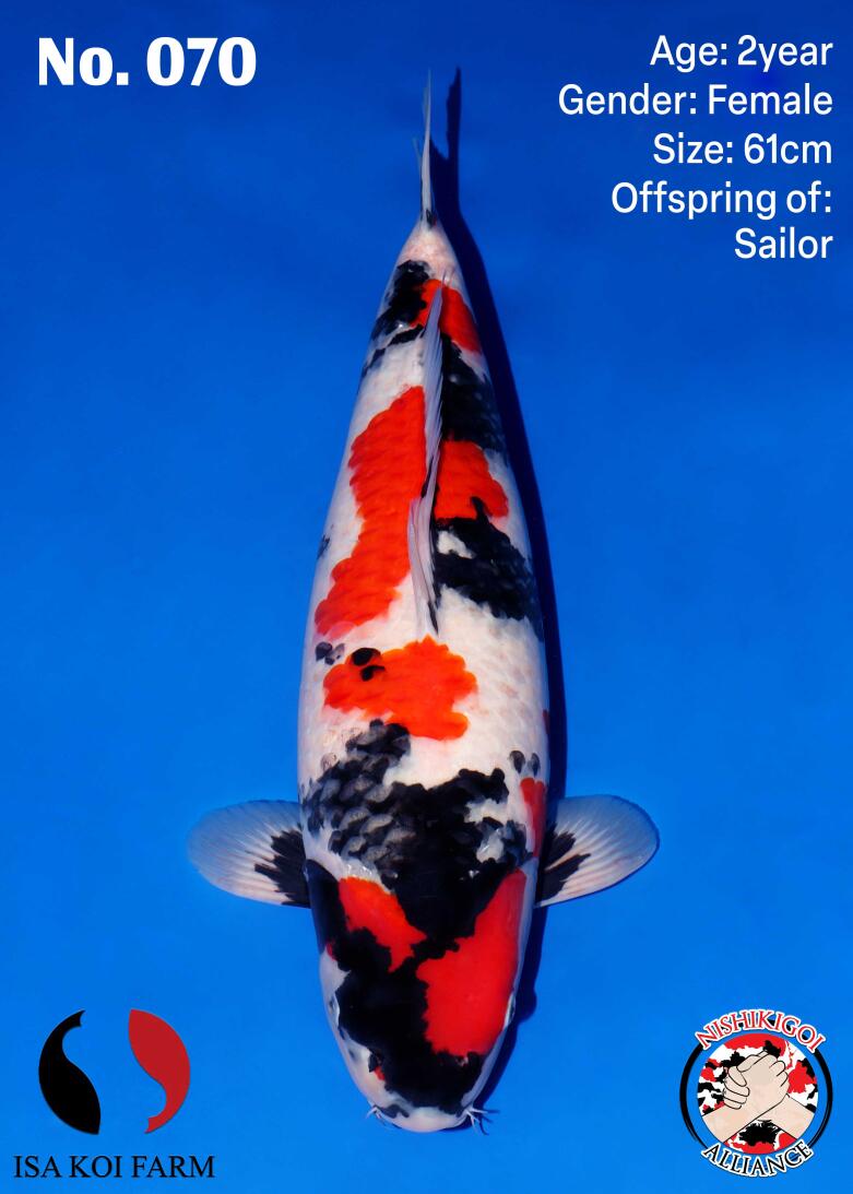 1st BIG5 GROW-OUT NISAI AUCTION 2026