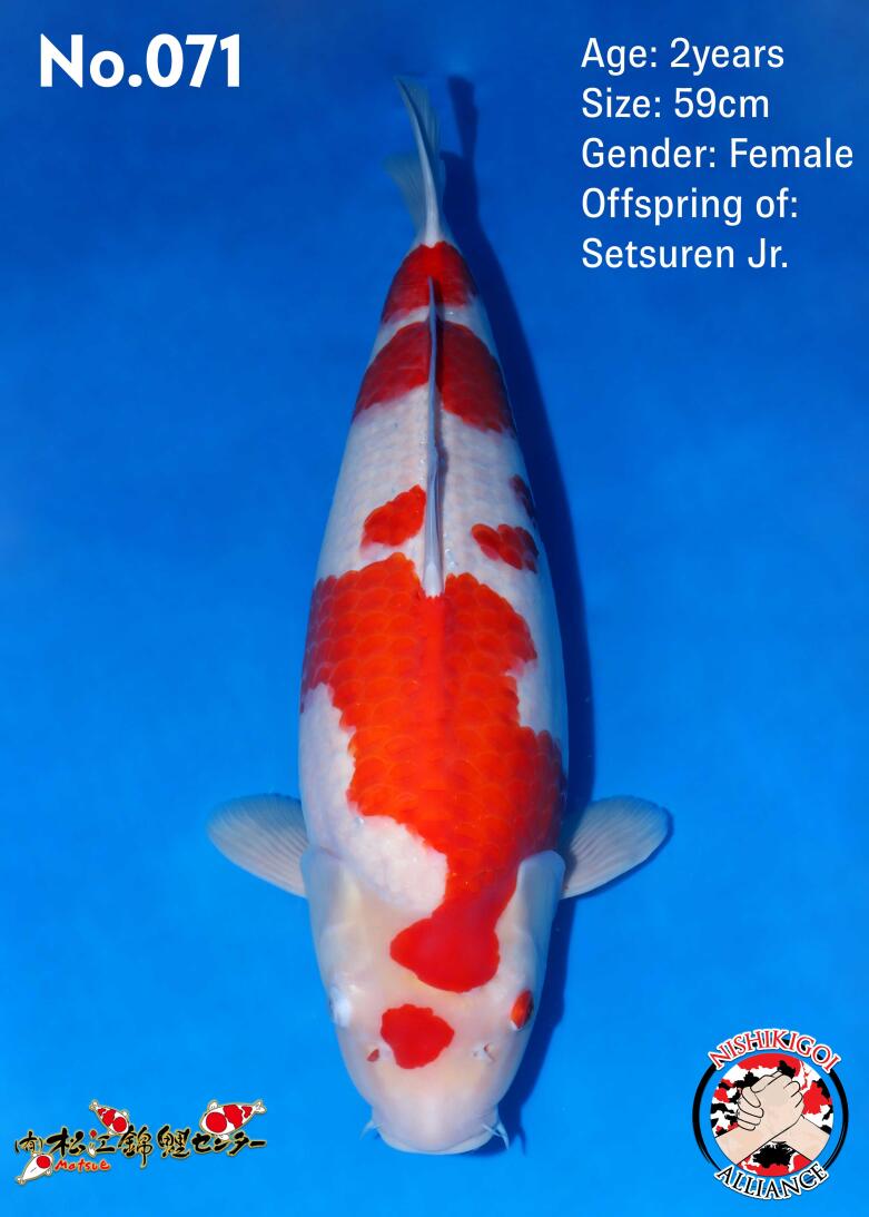 1st BIG5 GROW-OUT NISAI AUCTION 2026